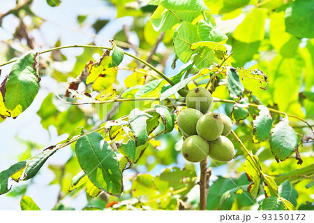 台風が過ぎた翌日のクルミの実(夏、八月) 台風が過ぎた翌日のクルミの実(夏、八月) 93150172