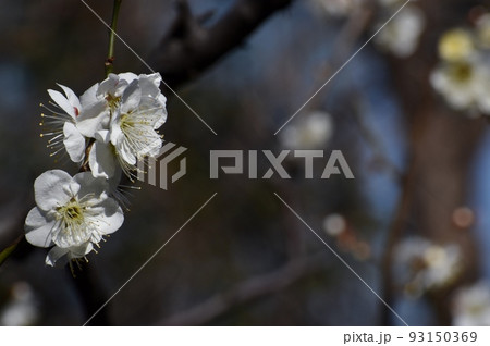 青空をバックに咲く紅梅のアップ 93150369