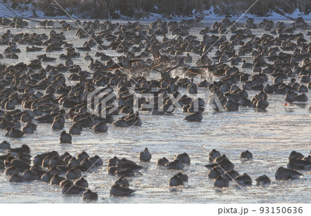 伊豆沼の朝の飛び立ち 93150636