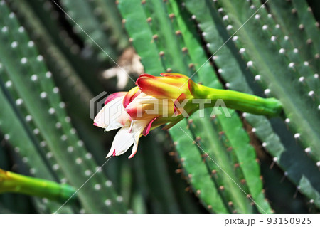 大きな柱サ柱サボテン（セレウス・ヒルメニアナス）の花（夏、八月）ボテンの沢山咲いた花（夏、八月） 93150925