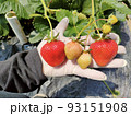 いちごの大きさ比べ 93151908