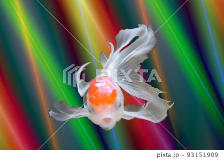涼しいじかんを　金魚で 93151909