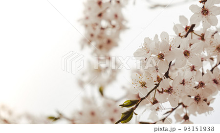 White flowers of cherry blossom on cherry tree close up. Blossoming of white petals of cherry flower. Bright floral scene with natural lighting 93151938