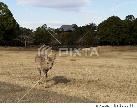 晩秋の奈良公園春日の園地と子鹿 93151943