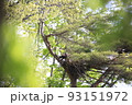 大沼国定公園　樹上のトビの巣 93151972