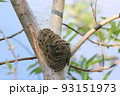 大沼国定公園　木の幹にオビカレハの幼虫　 93151973