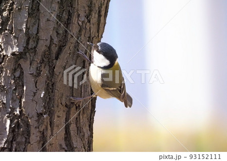 木の幹にひそむ虫を探すシジュウカラ  　　 93152111