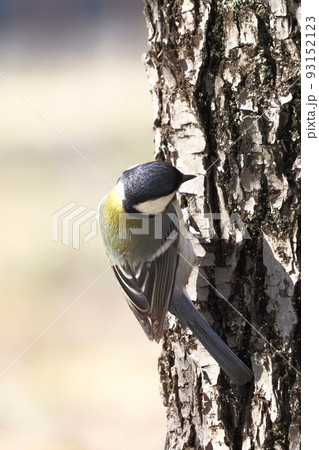木の幹にひそむ虫を探すシジュウカラ  　　 93152123
