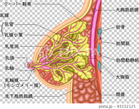 Female breast illustration Japanese　　　　　　　　　　　　　 93152125