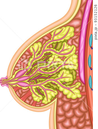 女性　乳房　イラスト 93152126