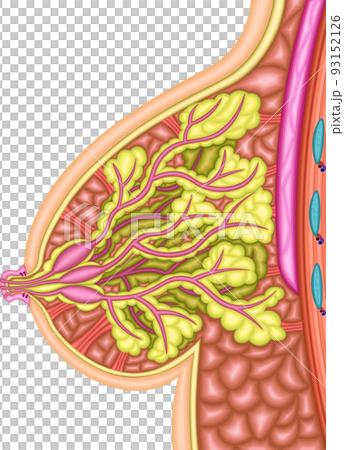 女性　乳房　イラスト 93152126