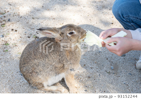 ウサギに餌やりをする子どもの手　広島県竹原市忠海町大久野島 93152244