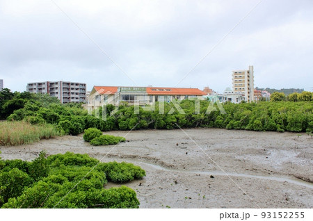 漫湖のほとりのマングローブ 93152255