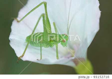Closeup on a nymph of the green sickle-bearing bush-cricket, Phaneroptera falcata Closeup on a nymph of the green sickle-bearing bush-cricket, Phaneroptera falcata 93152710