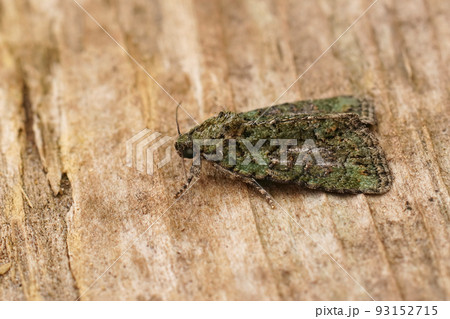 Closeup on a mediterranean Tree-lichen Beauty moth, Cryphia algae sitting on wood Closeup on a mediterranean Tree-lichen Beauty moth, Cryphia algae sitting on wood 93152715