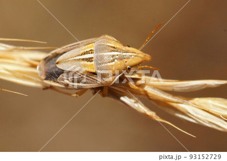 Closeup on an adult mediterranean Pentatomid bug , Aelia klugii sitting on a grass straw Closeup on an adult mediterranean Pentatomid bug , Aelia klugii sitting on a grass straw 93152729