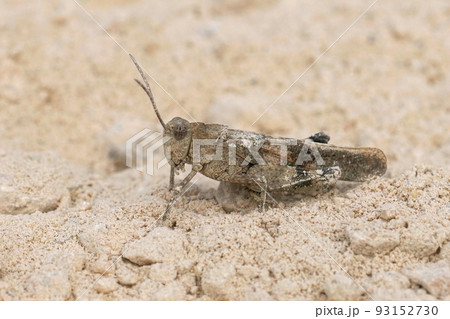 Closeup on a mediterranean blue-winged, grasshopper Oedipoda caerulescens sittng on the ground 93152730