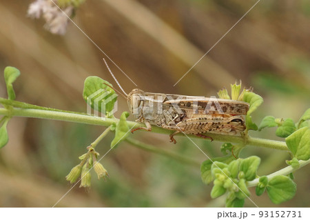 Closeup on a mediterranean Barbarian grasshopper, Calliptamus barbarus sitting in the vegetation 93152731