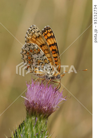 Closeup on a colorful Knapweed Fritillary, Melitaea phoebe, sitting on a purple thistle flower Closeup on a colorful Knapweed Fritillary, Melitaea phoebe, sitting on a purple thistle flower 93152734