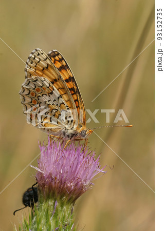Closeup on a colorful Knapweed Fritillary, Melitaea phoebe, sitting on a purple thistle flower 93152735