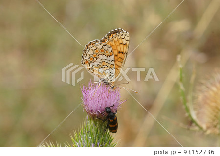 Closeup on a colorful Knapweed Fritillary, Melitaea phoebe, sitting on a purple thistle flower Closeup on a colorful Knapweed Fritillary, Melitaea phoebe, sitting on a purple thistle flower 93152736