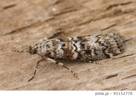 Closeup on the Dark Pine Knot-horn moth, Dioryctria abietella, sitting on a piece of wood Closeup on the Dark Pine Knot-horn moth, Dioryctria abietella, sitting on a piece of wood 93152776