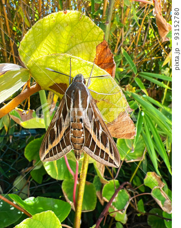 Vertical closeup on a Striped hawk moth, Hyles livornica , hanging in the vegetation against a blue sky Vertical closeup on a Striped hawk moth, Hyles livornica , hanging in the vegetation against a blue sky 93152780