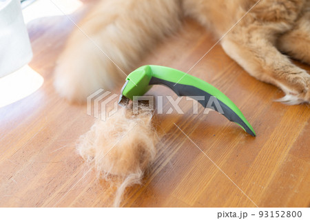 ブラッシング　茶トラ猫 93152800