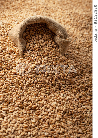 Background of raw wheat grains with burlap sack on it Background of raw wheat grains with burlap sack on it 93152820