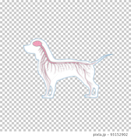 狗腦神經 93152902