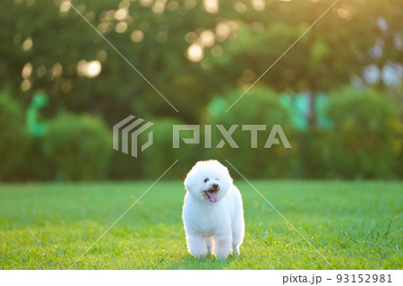 夏の夕暮れ時 芝生を駆ける白犬 夏の夕暮れ時 芝生を駆ける白犬 93152981