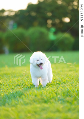 夏の夕暮れ　芝生を駆ける白犬 93153094