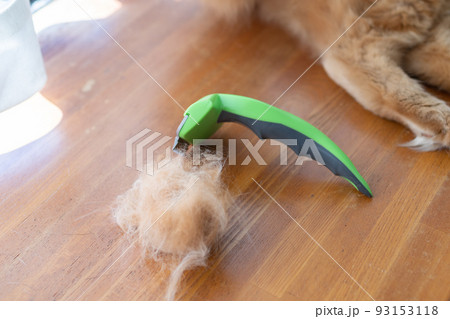 ブラッシング　茶トラ猫 93153118