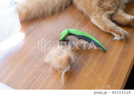 ブラッシング　茶トラ猫 93153119