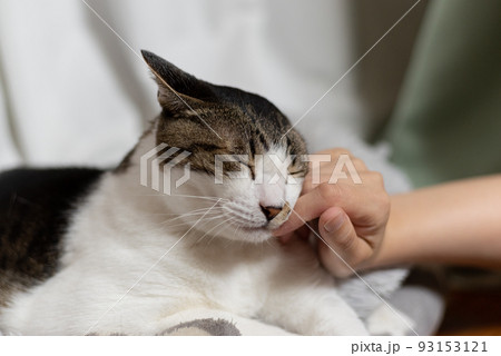 猫を撫でる　キジトラ猫 93153121