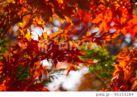 秋の紅葉 93153264