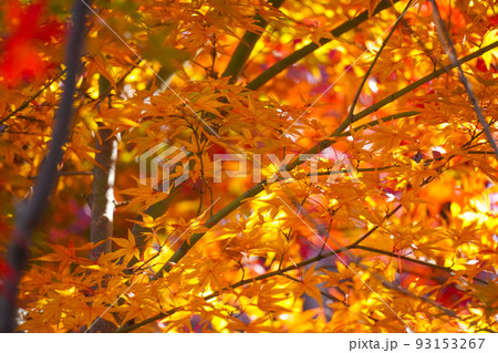 秋の紅葉 93153267