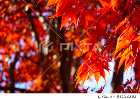 秋の紅葉 秋の紅葉 93153292