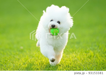 夏の夕暮れ 芝生を駆ける白犬 夏の夕暮れ 芝生を駆ける白犬 93153381