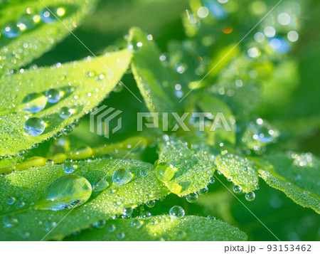 ゼンマイの葉に雨の雫 93153462