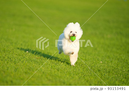 夏の夕暮れ 芝生を駆ける白犬 夏の夕暮れ 芝生を駆ける白犬 93153491