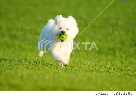 夏の夕暮れ 芝生を駆ける白犬 夏の夕暮れ 芝生を駆ける白犬 93153586