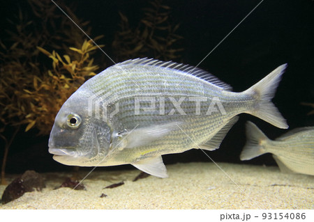 水族館の魚、クロダイ 93154086