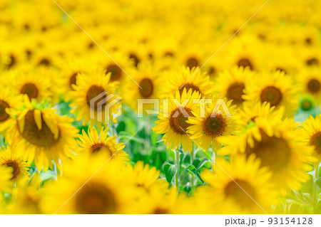 【夏素材】満開のひまわり畑【長野県】 93154128