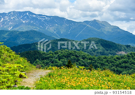白山高山植物園の初夏 白山高山植物園の初夏 93154518