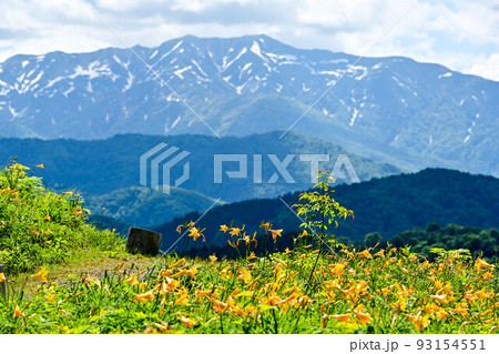 白山高山植物園の初夏 93154551