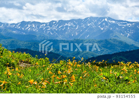 白山高山植物園の初夏 93154555