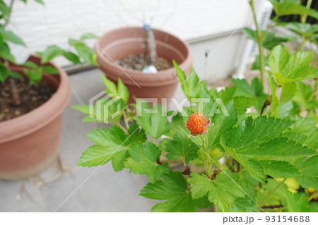 キイチゴ 93154688