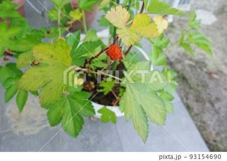 キイチゴ 93154690