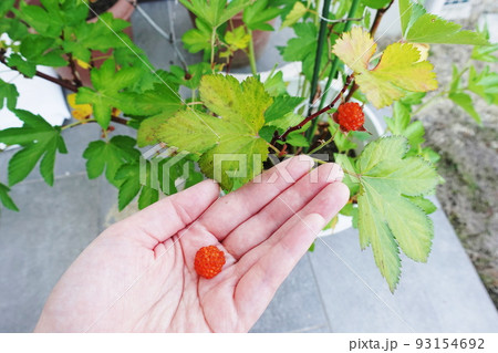 キイチゴ キイチゴ 93154692